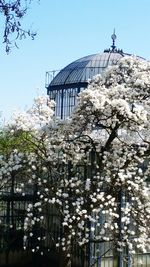 Low angle view of flower trees against clear sky