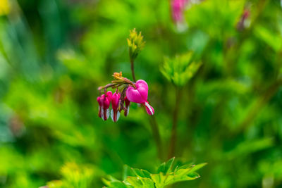 Close-up of pink flowering plant