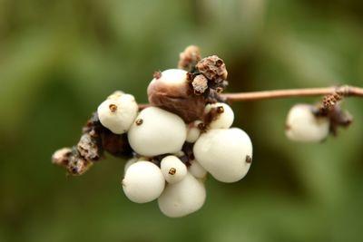 Close-up of berries on plant