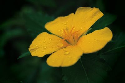 Close-up of water drops on yellow flower