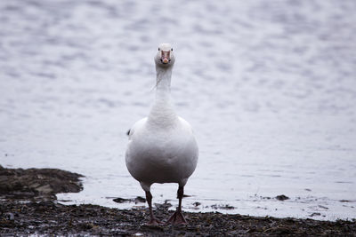Frontal view of proud looking snow goose standing on the st. lawrence river shore