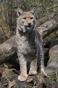 Portrait of lynx in zoo duisburg 