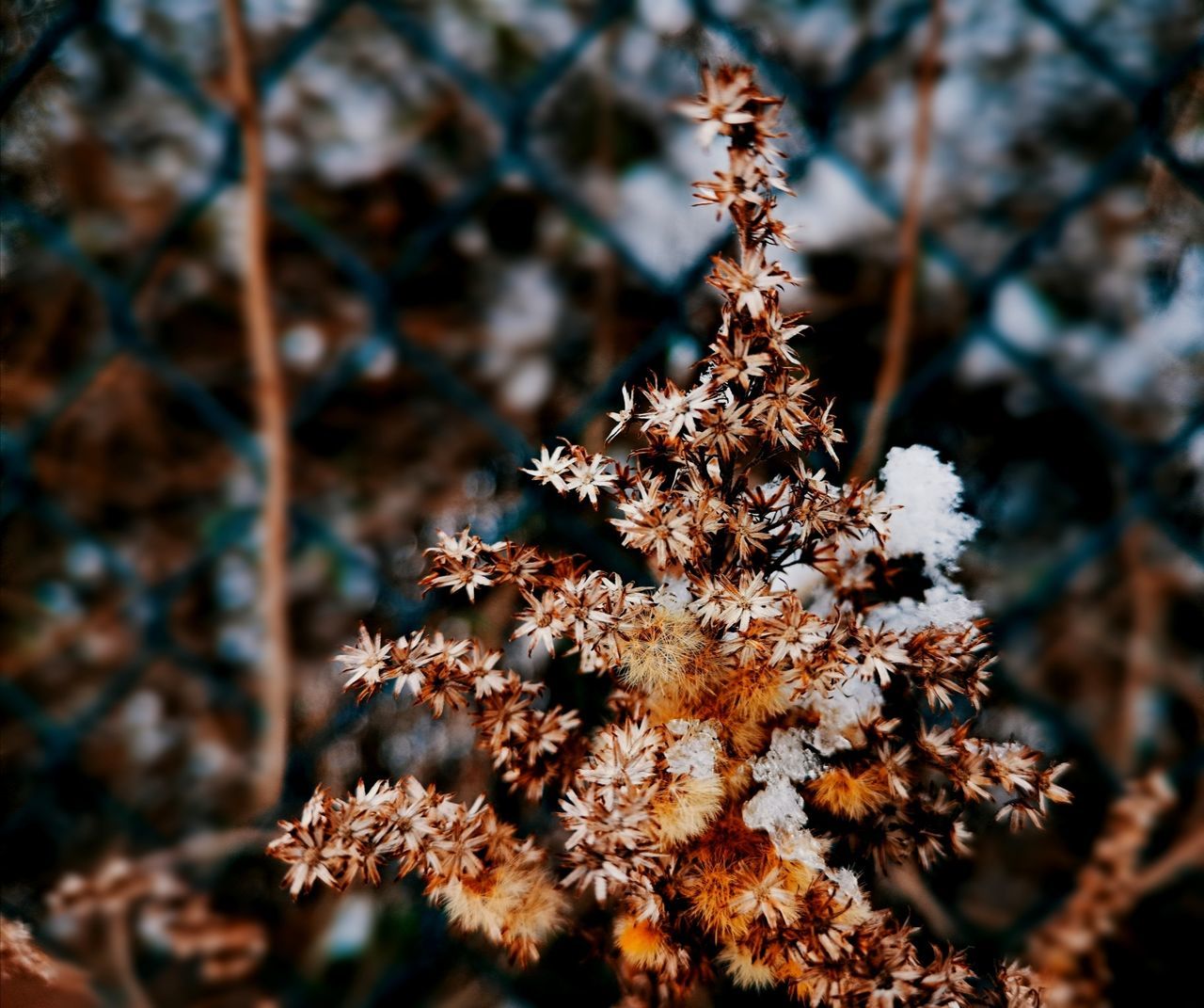 plant, beauty in nature, growth, no people, close-up, nature, day, selective focus, fragility, focus on foreground, vulnerability, tree, outdoors, flowering plant, flower, branch, cold temperature, winter, freshness, tranquility, change, lichen
