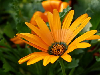 Close-up of orange flower