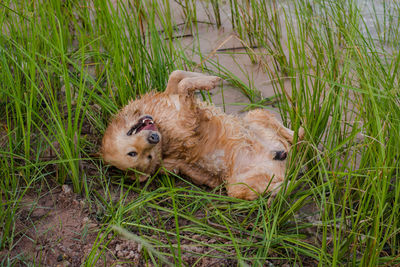 View of a dog lying on grass