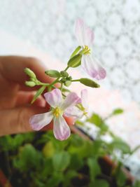 Close-up of hand flowers