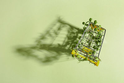 Close-up of plant in basket