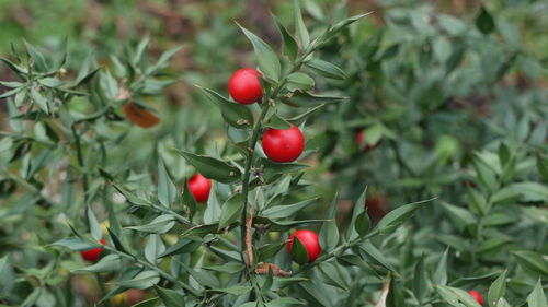 Red fruits growing on plant