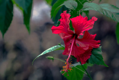 Close-up of red hibiscus blooming outdoors