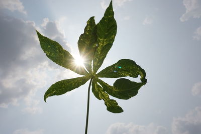 Low angle view of leaves against sky on sunny day