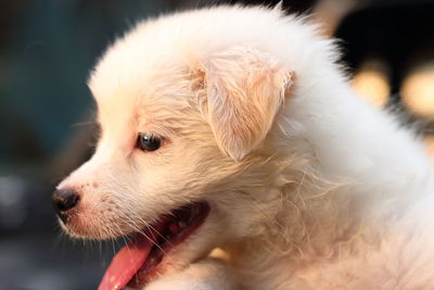 Close-up of dog looking away