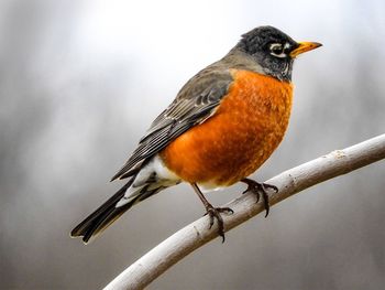 Close-up of bird perching on branch