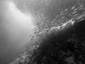 Fish swimming in sea