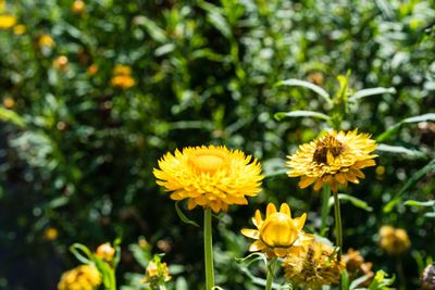 Close-up of yellow flowering plant