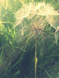 Close-up of dandelion