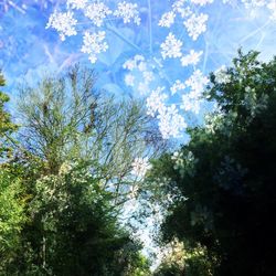 Low angle view of trees against sky