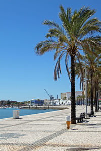 Palm trees on promenade in city against clear blue sky