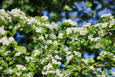 Close-up of flowering plant