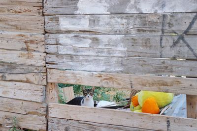 Cat sitting on wooden wall