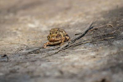 Close-up of toad on wood