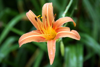 Close-up of orange day lily