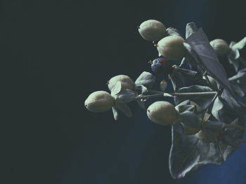 Close-up of berries against black background