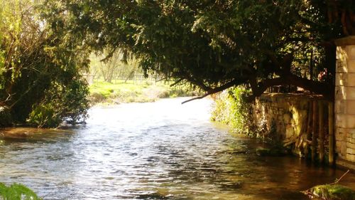 River amidst trees