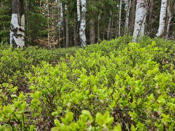 Scenic view of trees growing in forest