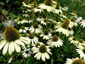 Close-up of white flowering plants