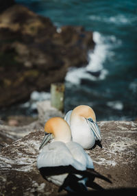 View of gannets nesting on rock