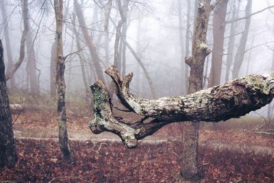 Tree trunk in forest