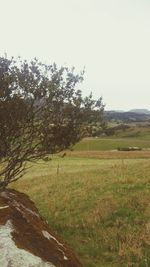 Scenic view of field against clear sky