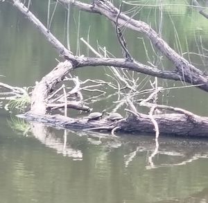 Reflection of tree in lake