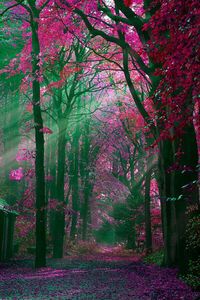 View of trees in park