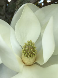 Close-up of flower