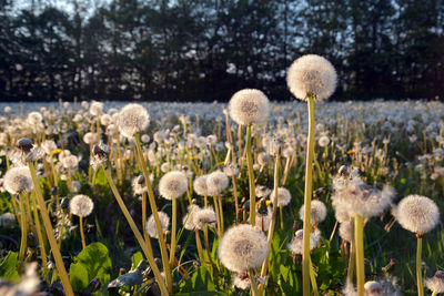 Close-up of plants