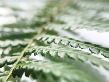 Macro shot of water drops on leaf