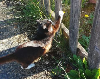 Cat looking away