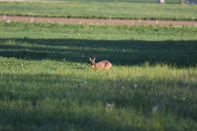 Horse in a field