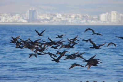 Flock of birds in city