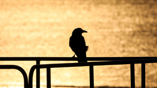 Silhouette bird perching on railing against sky during sunset