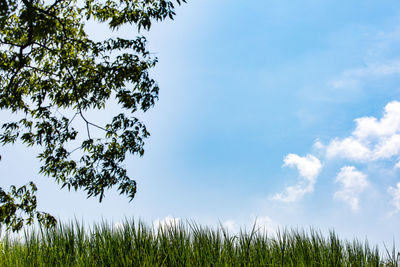 Plants growing on field against sky