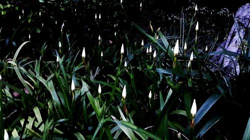 Close-up of plants growing outdoors