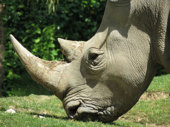 Rhinoceros grazing on field