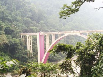 Arch bridge amidst trees in forest