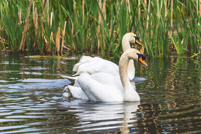 Mute swan, cygnus olor, family. cygnets out on their first swim. river colne, england, uk.