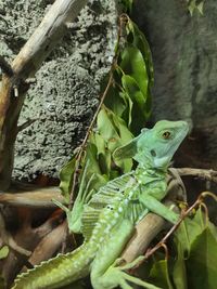 Close-up of a lizard