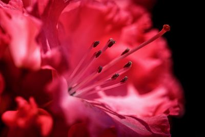 Close-up of pink rose flower against black background