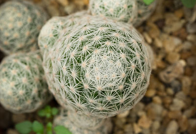 High angle view of succulent plant