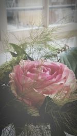 Close-up of pink flowers